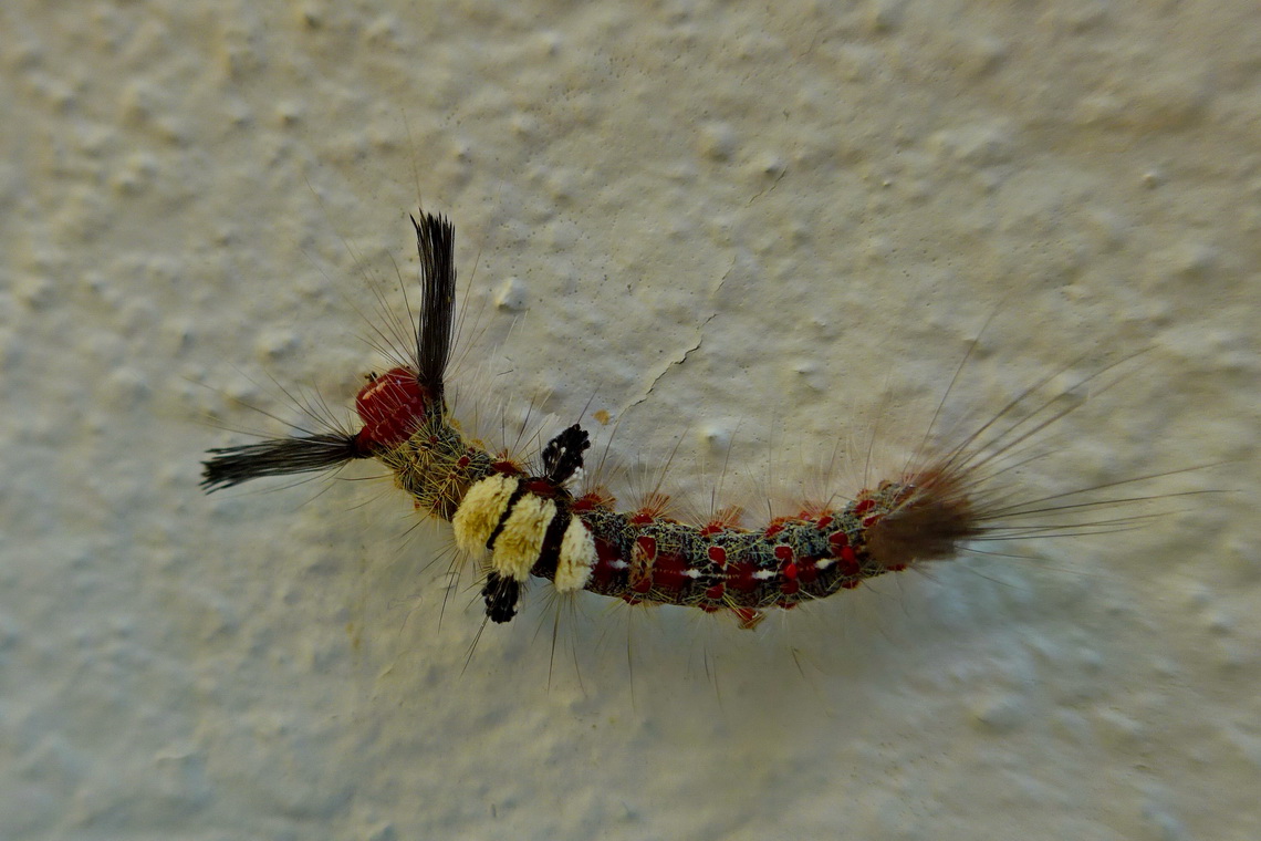 Hairy Caterpillar in Chiang Dao