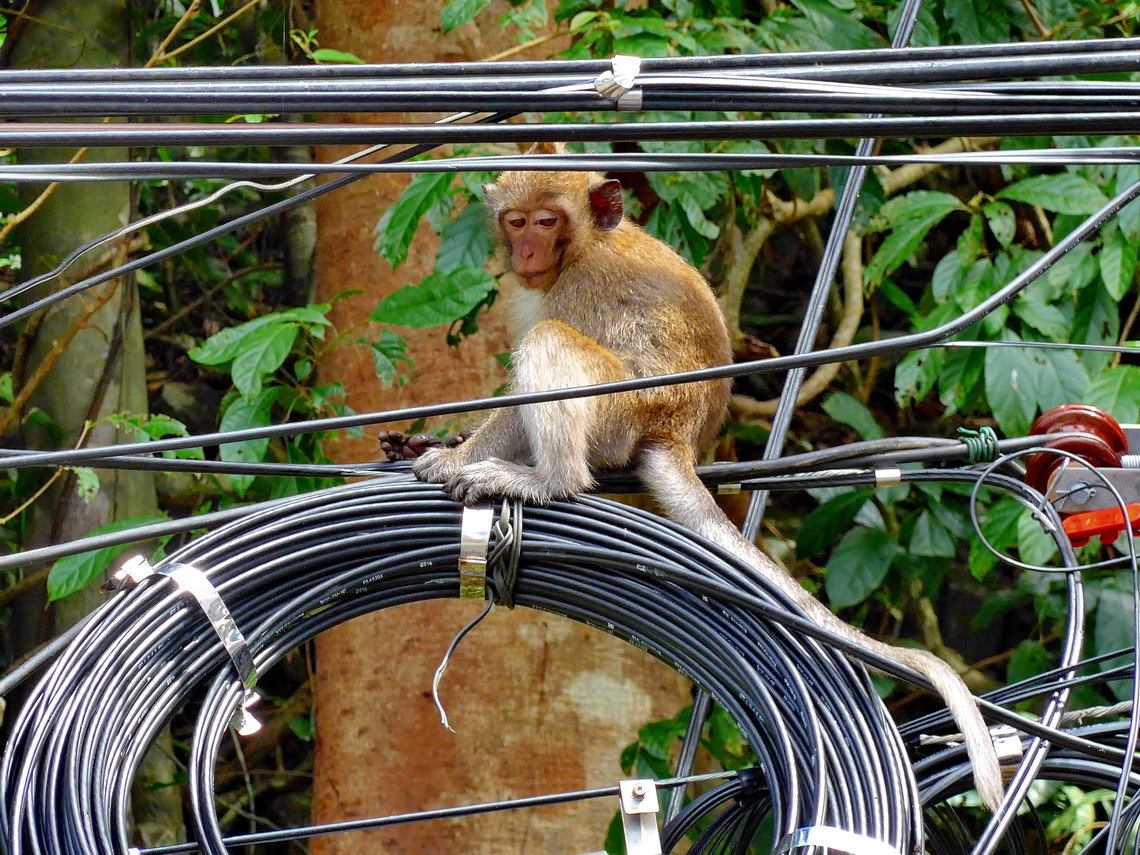 Electrician - a dangerous job for a monkey?
