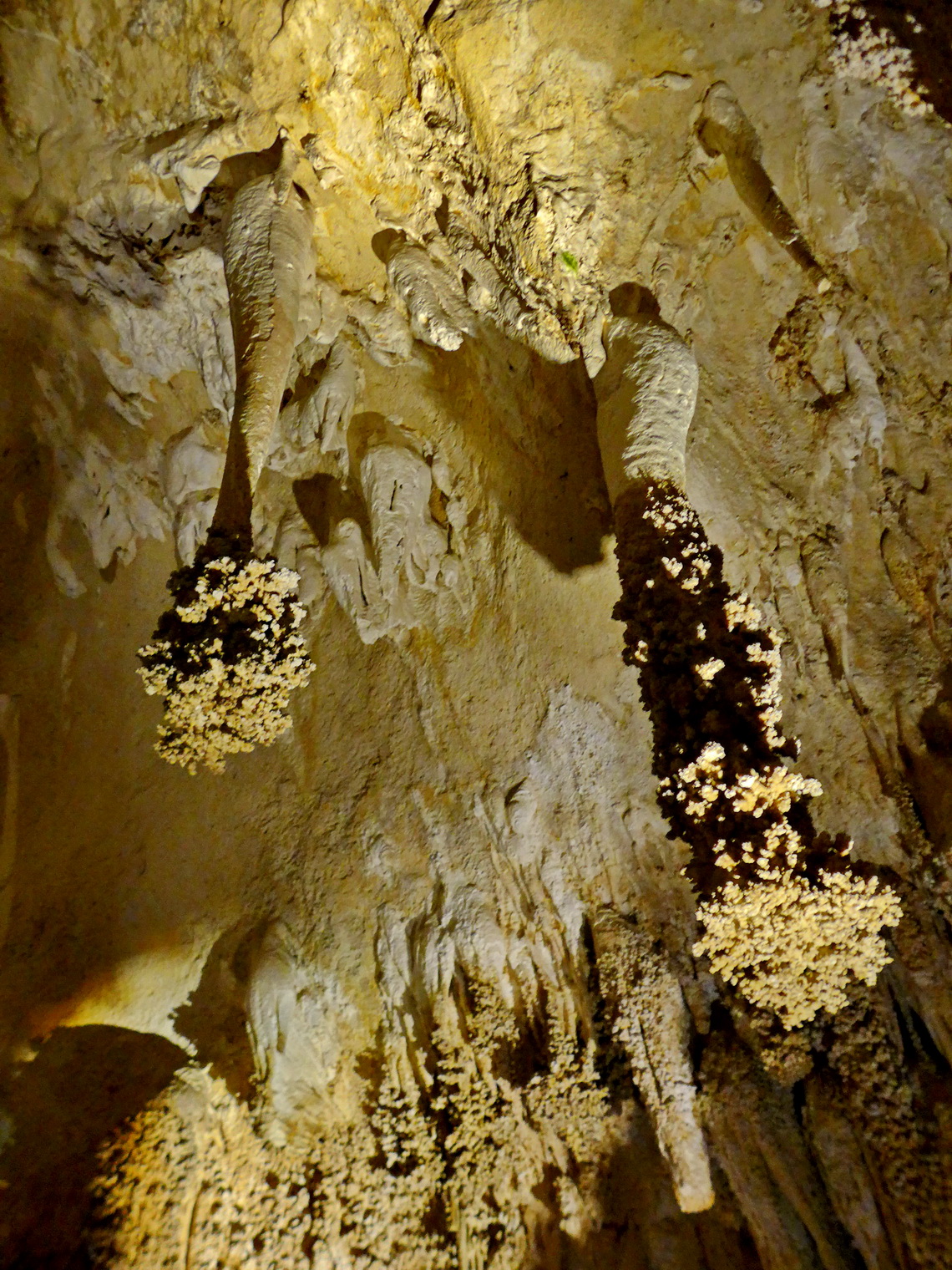 Lions Tails in the main cave