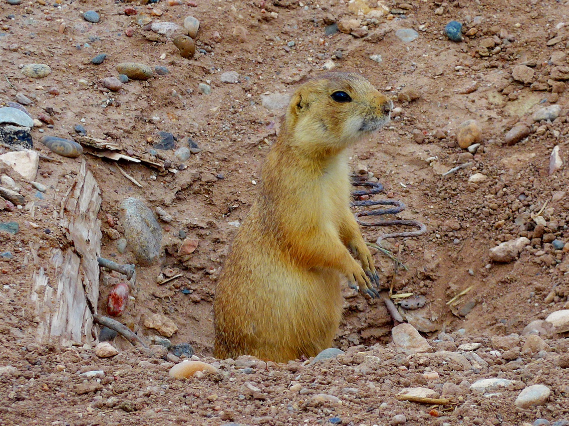 Prairie Dog