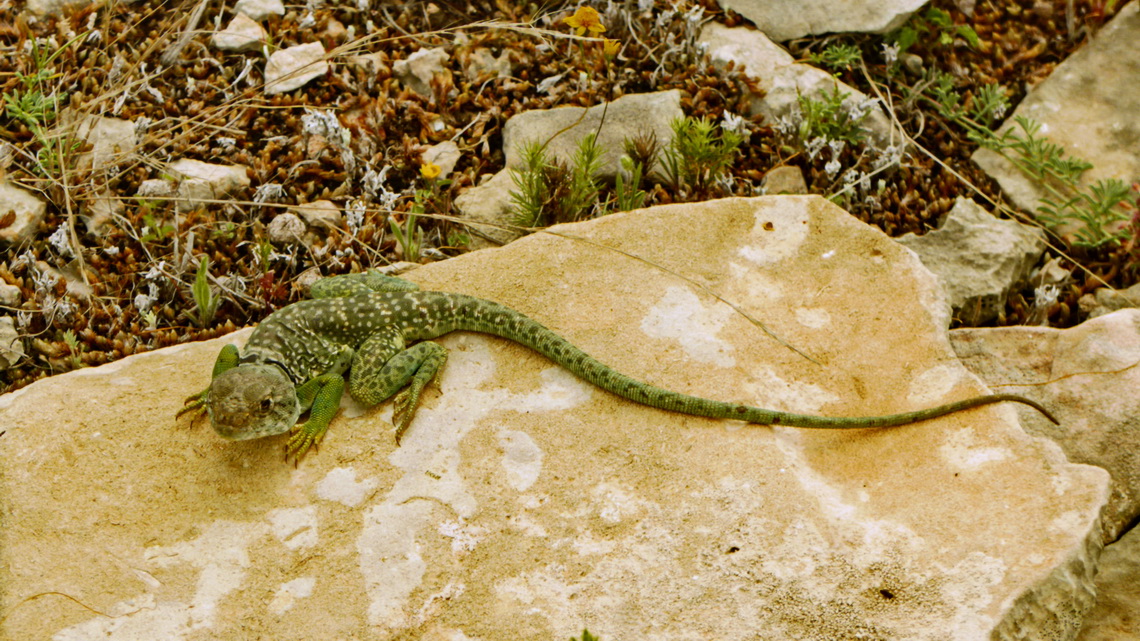 Strange Lizard on the rim of Seminole Canyon