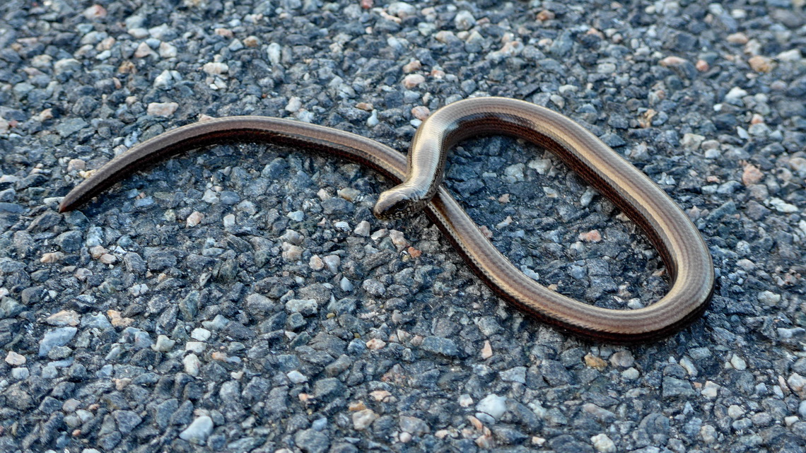 Ring snake on foot of Jonnilsberget