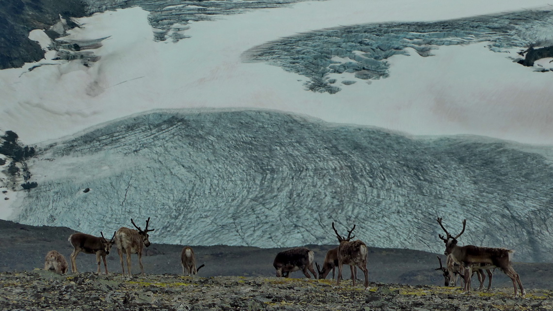 Reindeer with glacier