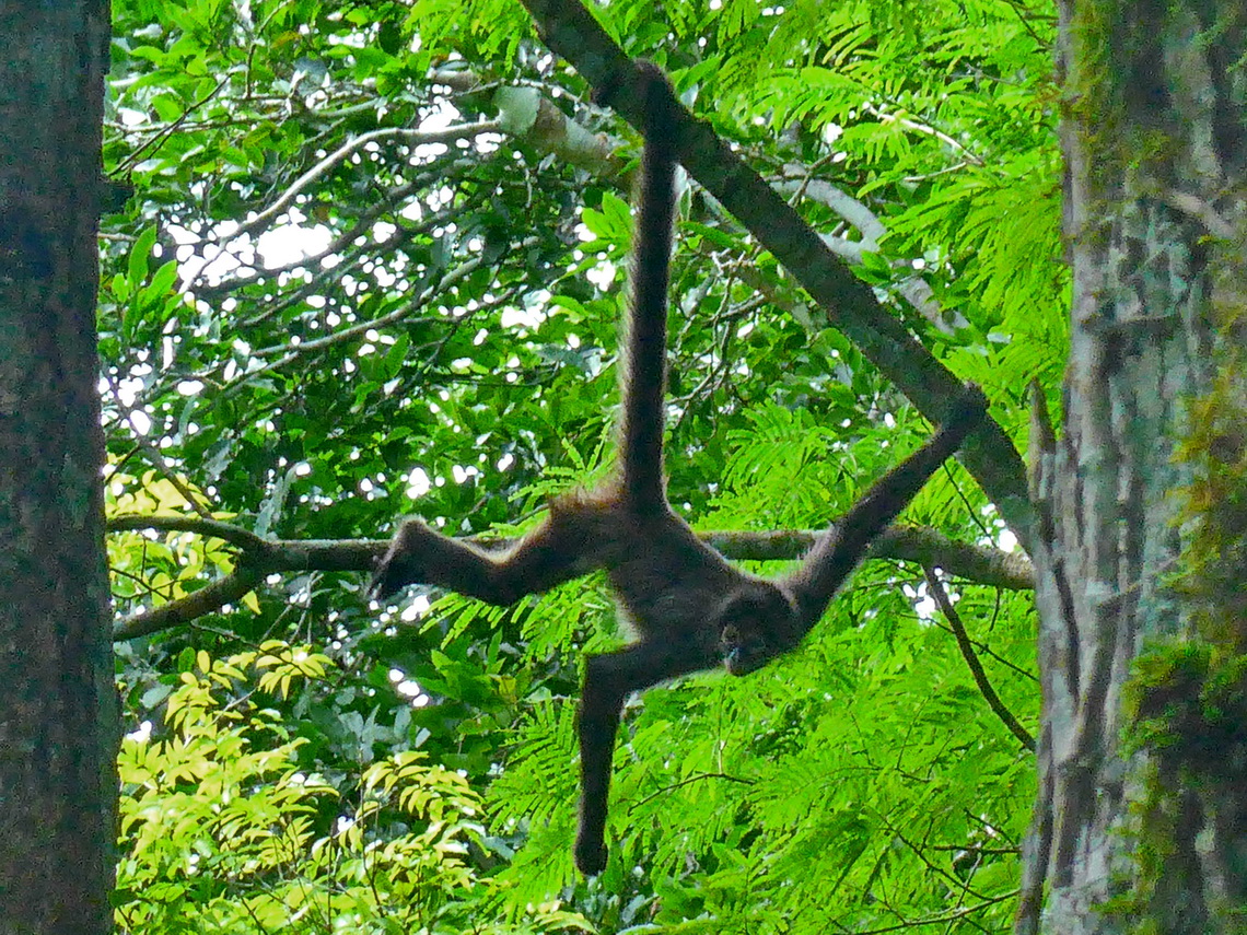 Spider Monkey in the ruins