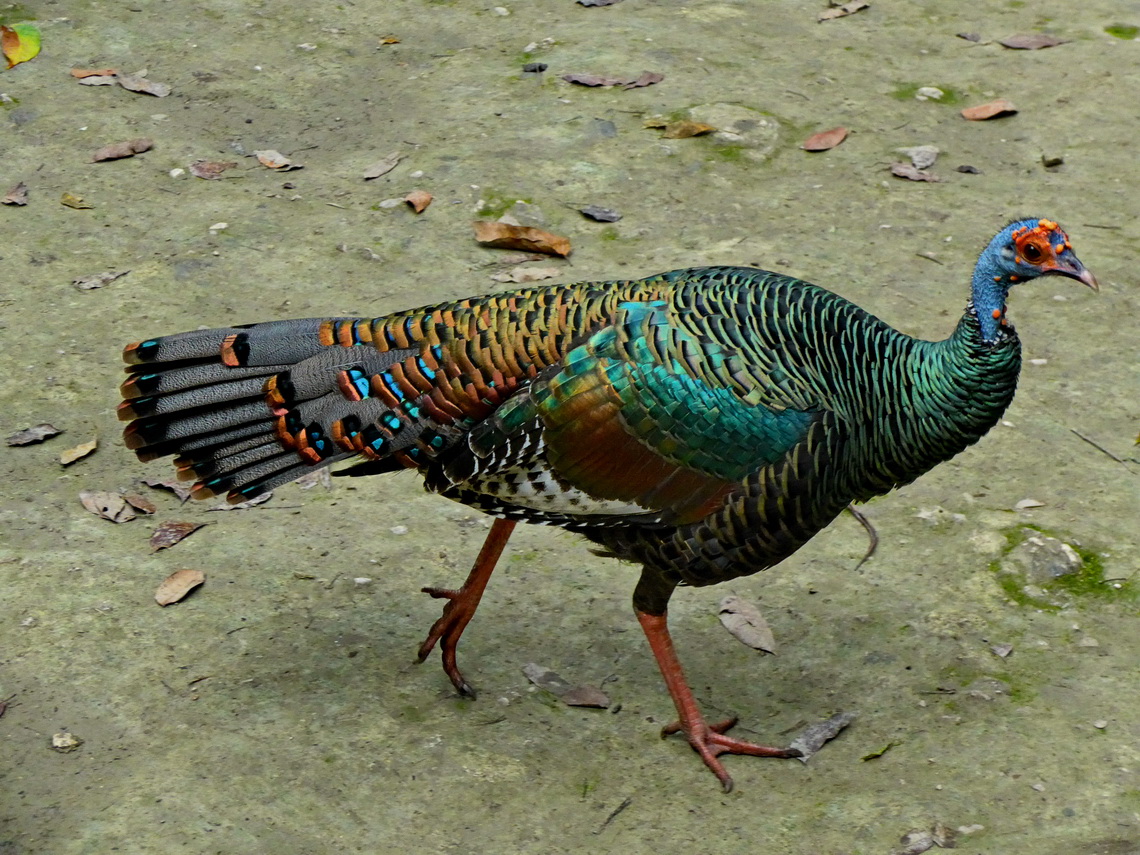 Ocellated Turkey which is an endemic species of northern Peten