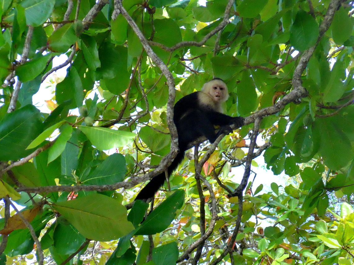 White-faced capuchin monkey above us