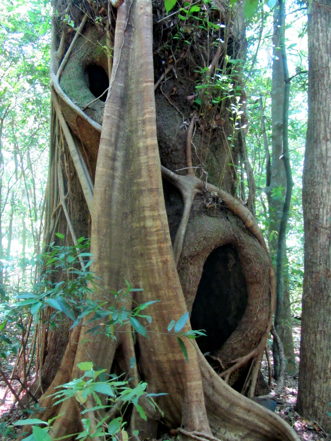 Giant tree on the way to the waterfall La Cangreja