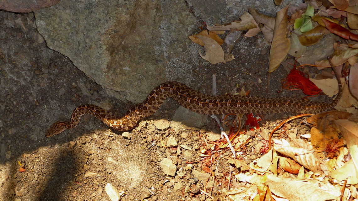 What a dangerous animal - Little Rattlesnake on Playa Ratjada?