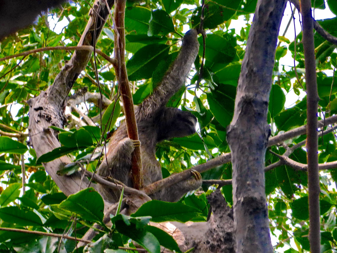 Sloth with three toes on Isla Bastimentos