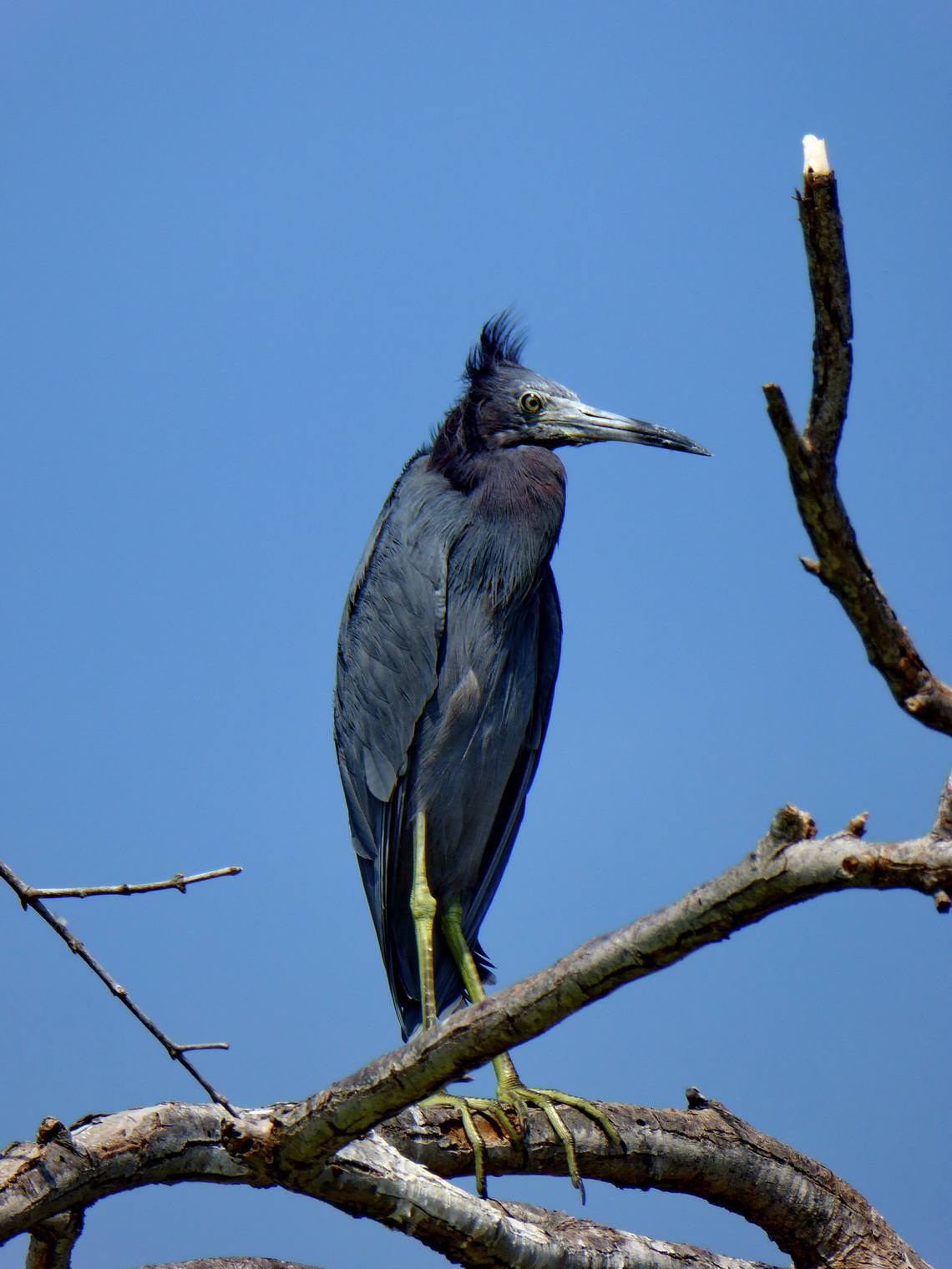 Bird of Isla Múcura