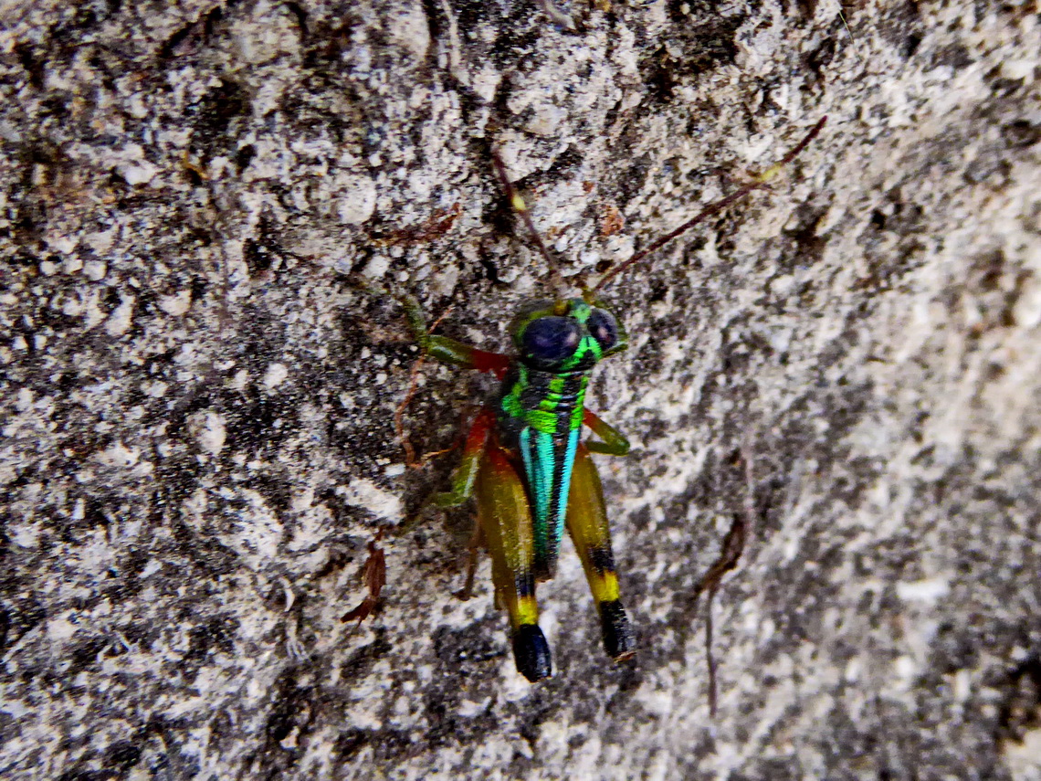 There is still live in the grave - Colorful insect of the underworld
