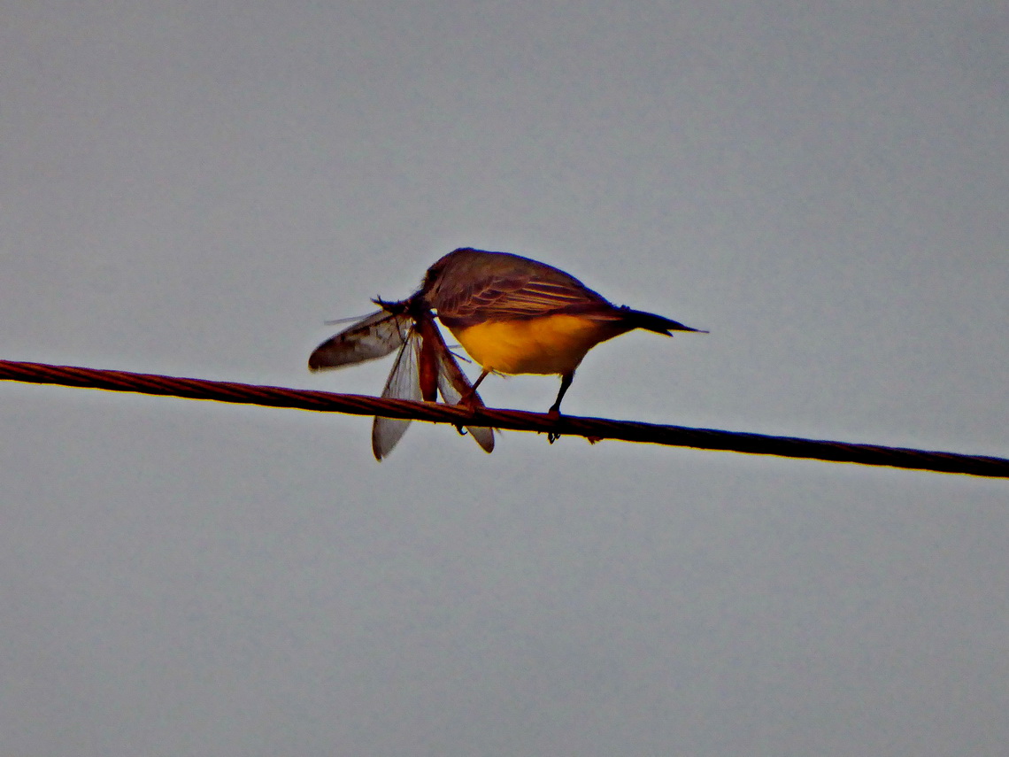 Little bird with huge insect in the morning of Xmas 2014