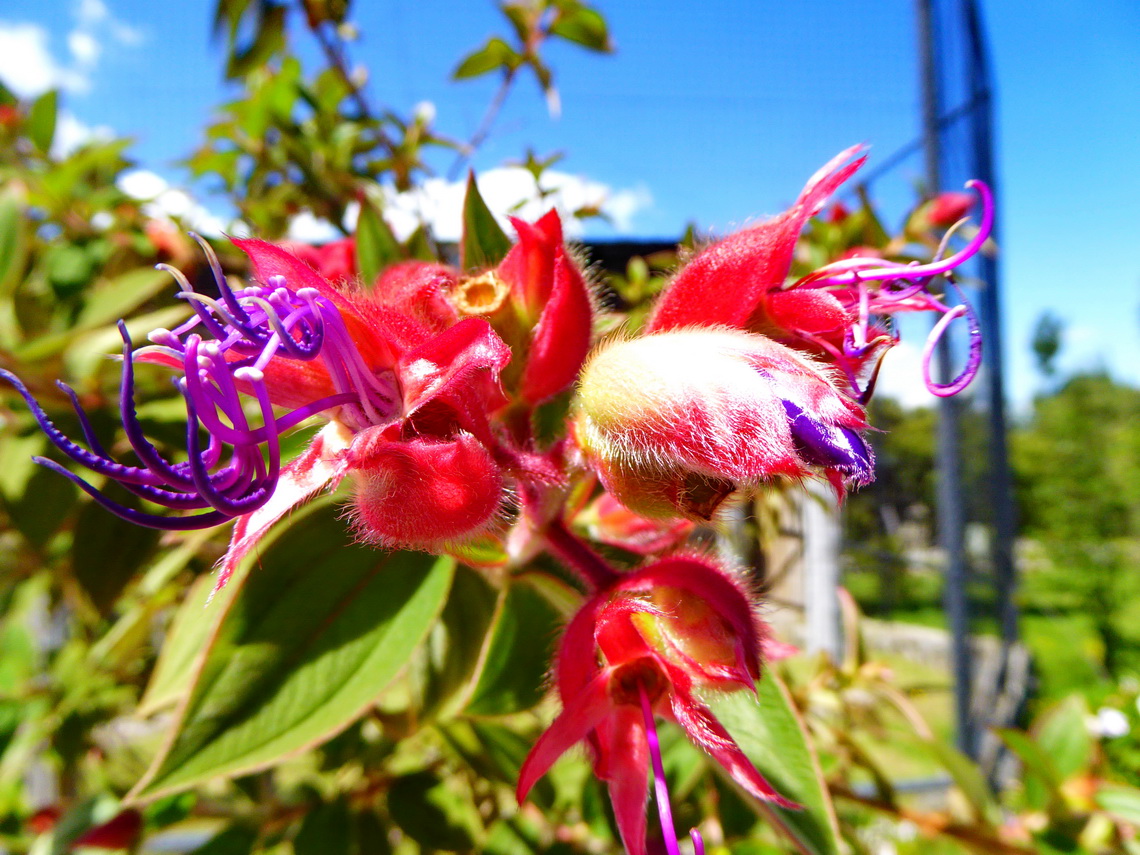 Flowers in Otavalo