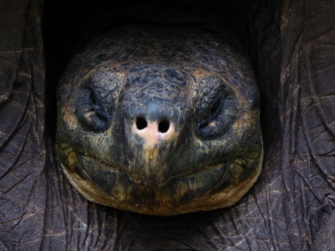 Head of the giant tortoise