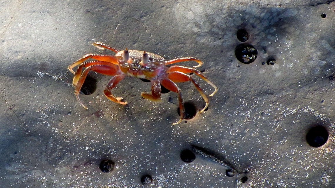 Crab on Playa Escodida