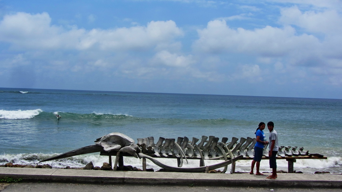 Whale skeleton on the beach of Estero de Platano