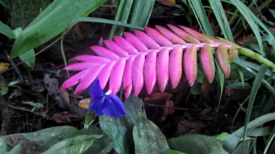 Pink leaf with blue flower
