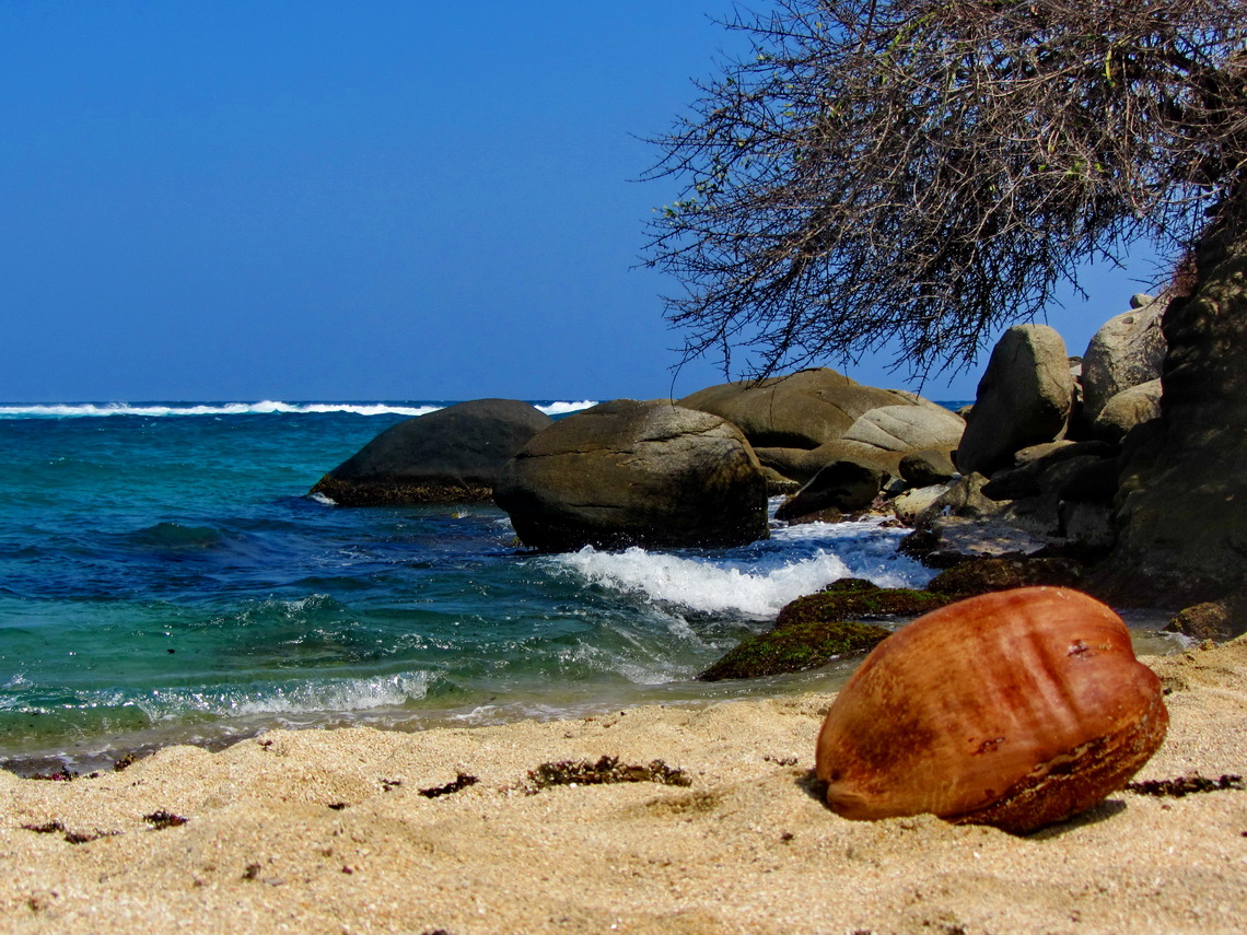 Coconut on bay La Aranilla where we found the best snorkeling spot with many different colorful fishes