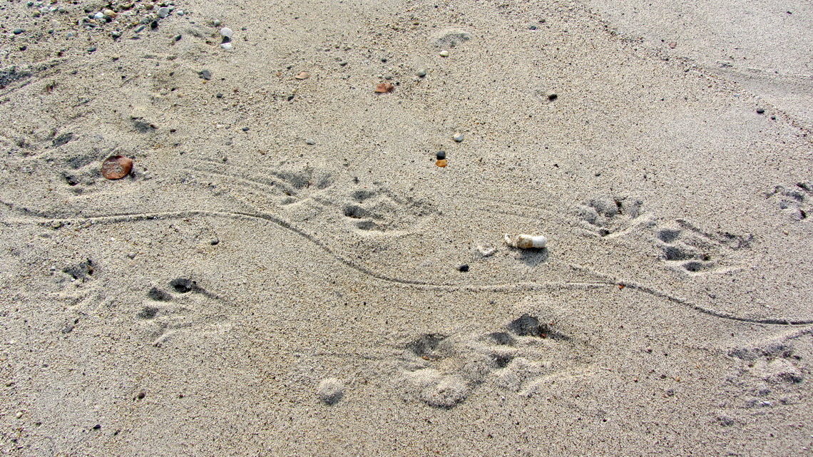 Footprints of a Cayman on the beach East of Cañaveral