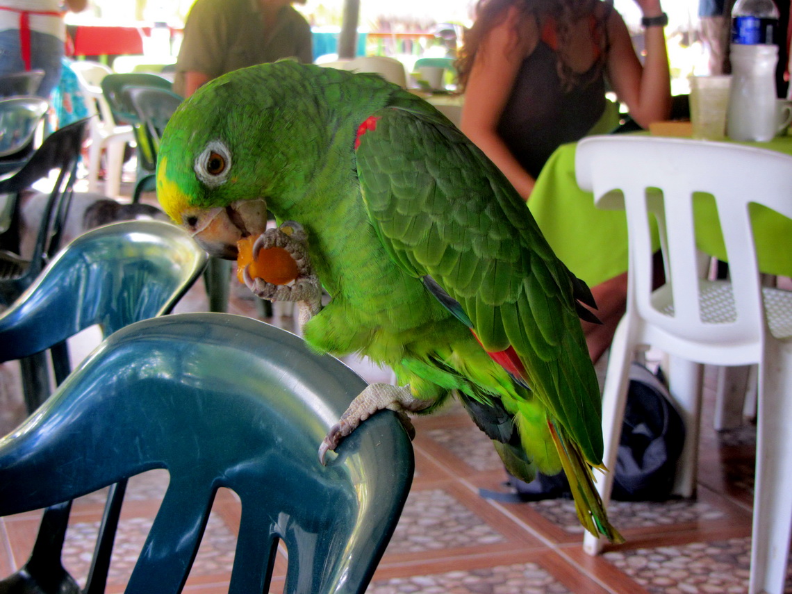 Hungry guest in a restaurant of Arrecifes