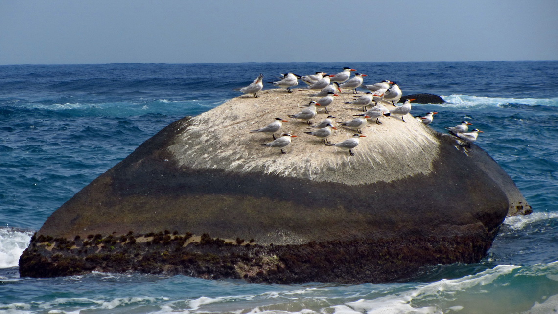 Sea-gulls