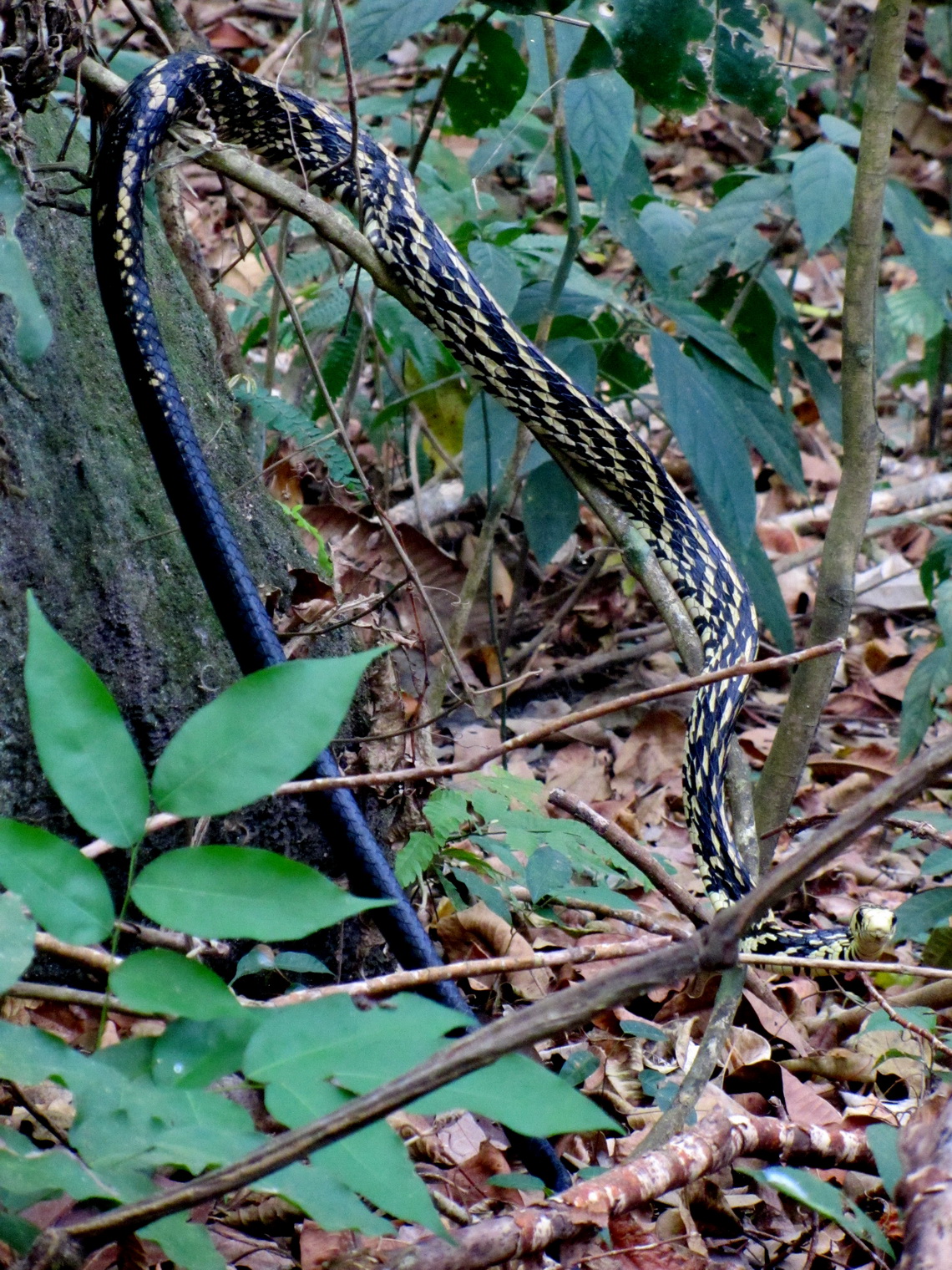 Snake Spilotes Pullatus, which is between 250 and 300 cm long. Its preys are birds, small mammals, amphibians, lizards and other snakes