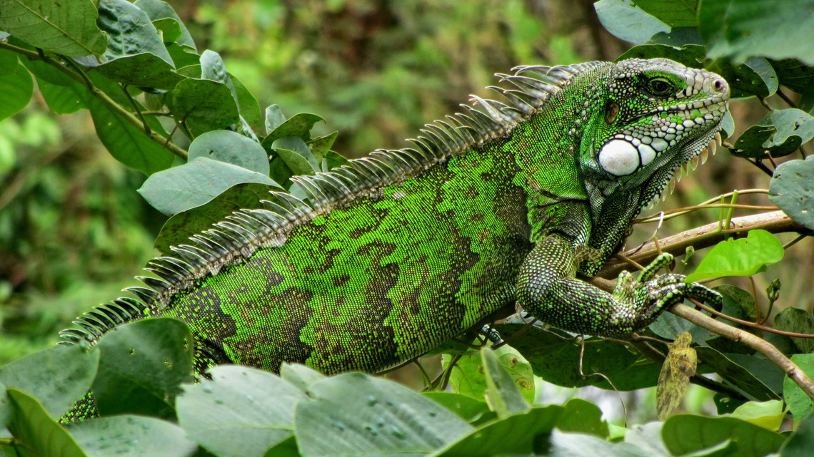 Huge green iguana, more than 1.50 meters long