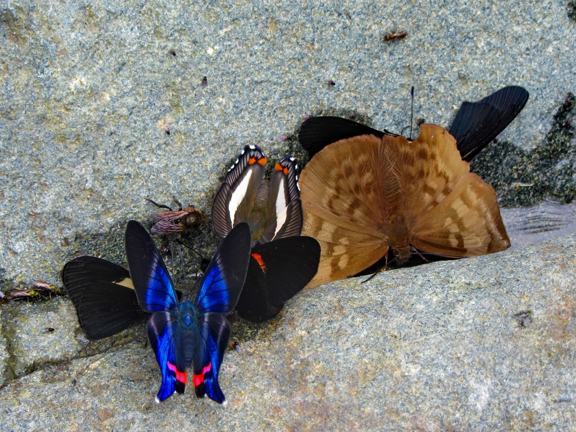 Butterflies in the western valley of Pance (behind our campground)