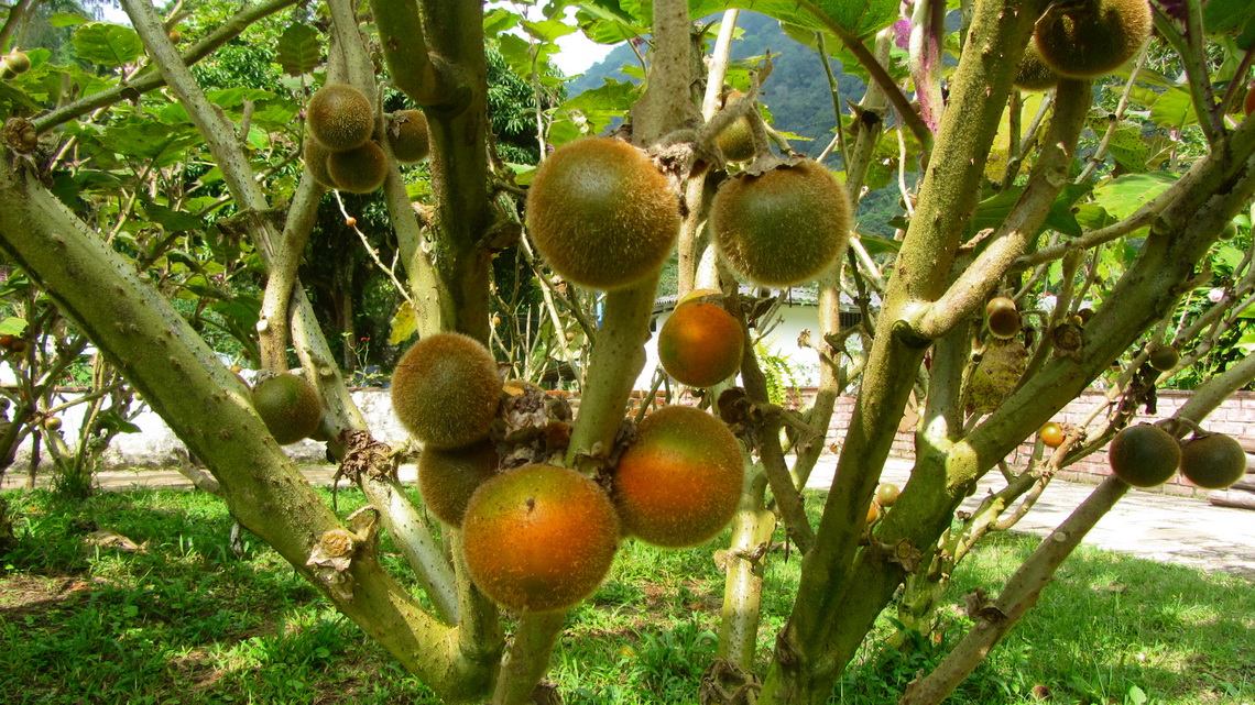 Delicious Lulu fruits on our campsite