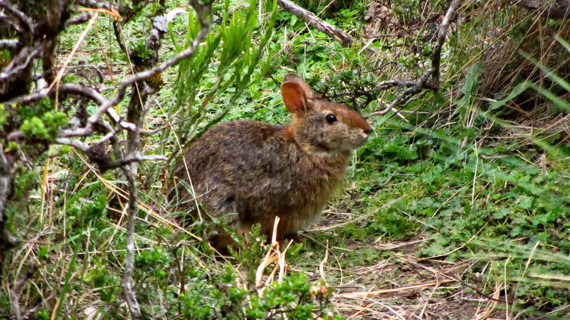Rabbit like animal on our campsite Las Cuevas