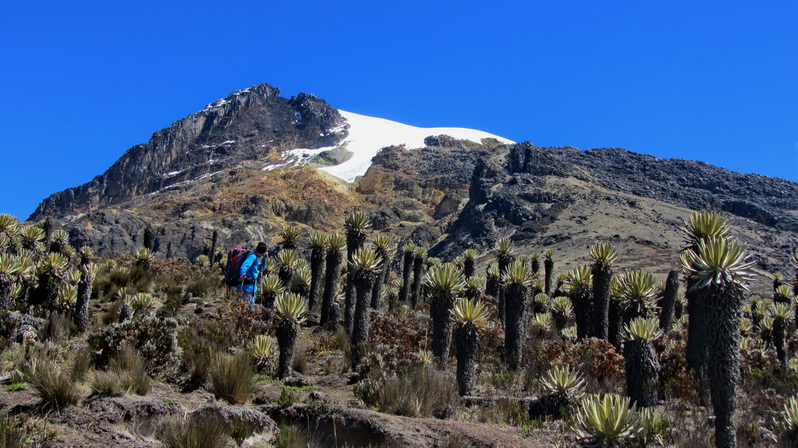 Back in the typical Frailejones plants of the Paramo - the best access to the snow is on the right side of the highest rocks