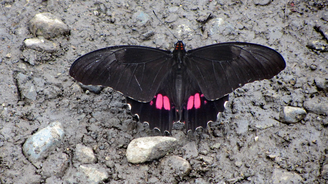 Butterfly on the Panamericana close to Cali