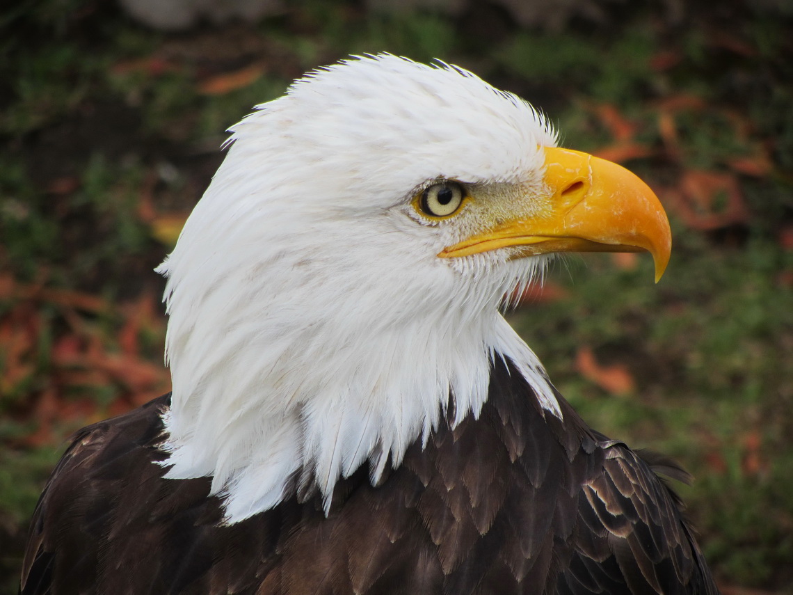 White-headed Eagle