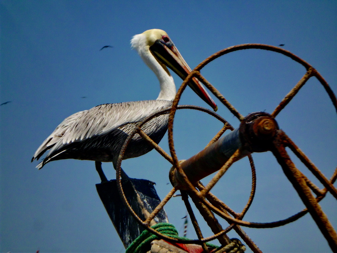 White headed Pelican in Puerto Pizarro