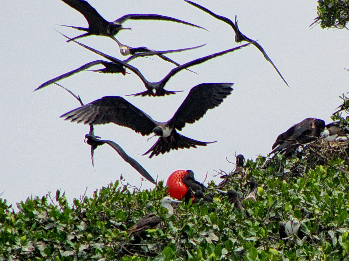 Flying sea swallows with red frigate bird