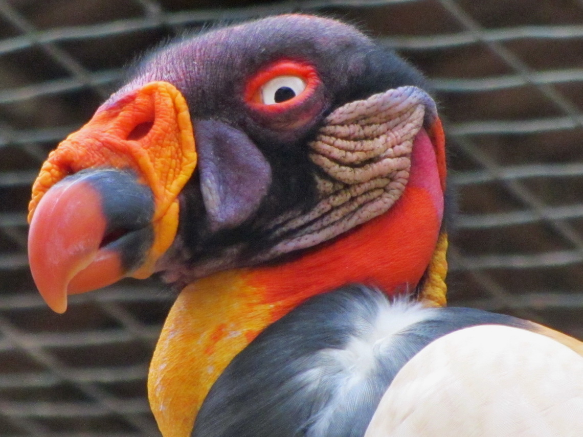 Condor of Amazonia in the zoo of Pucallpa