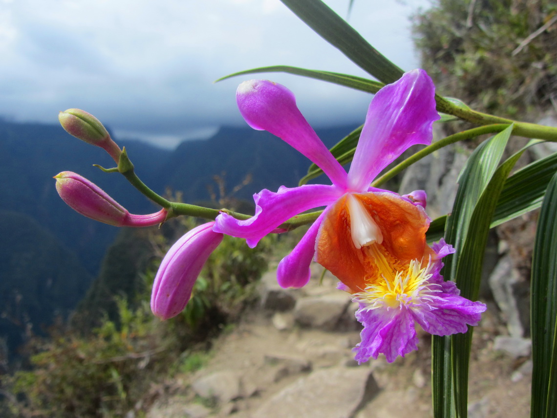 Orchid in Machu Picchu