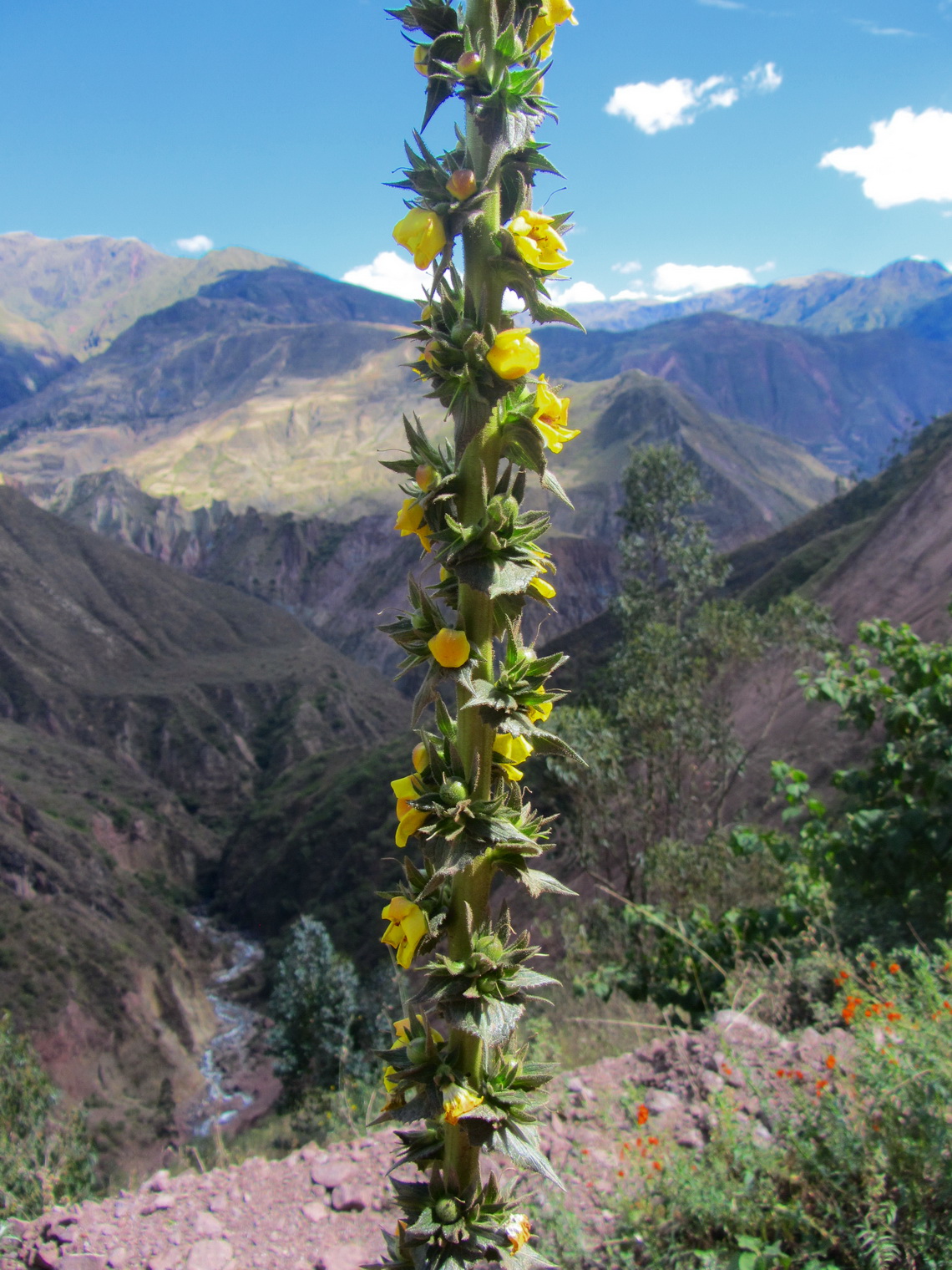 Marvelous plant in full blossom, more than 2 meters high