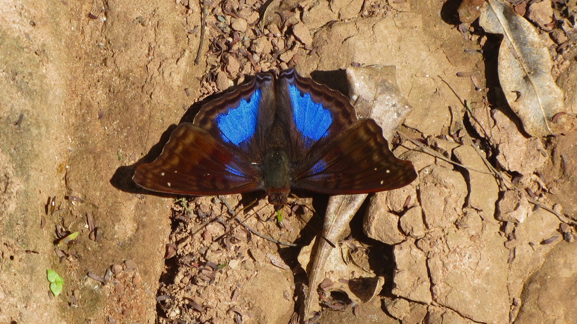 Blue butterfly on shore of Rio Negrito in the Parque Nacional Calilegua