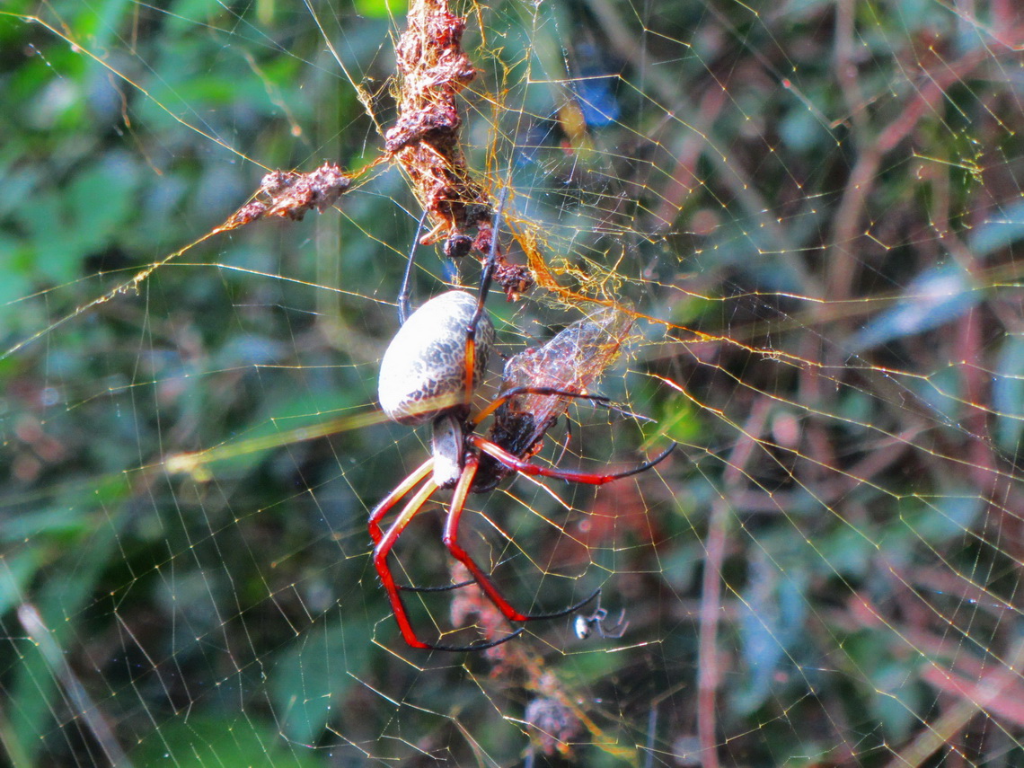 Large spider with cocoon