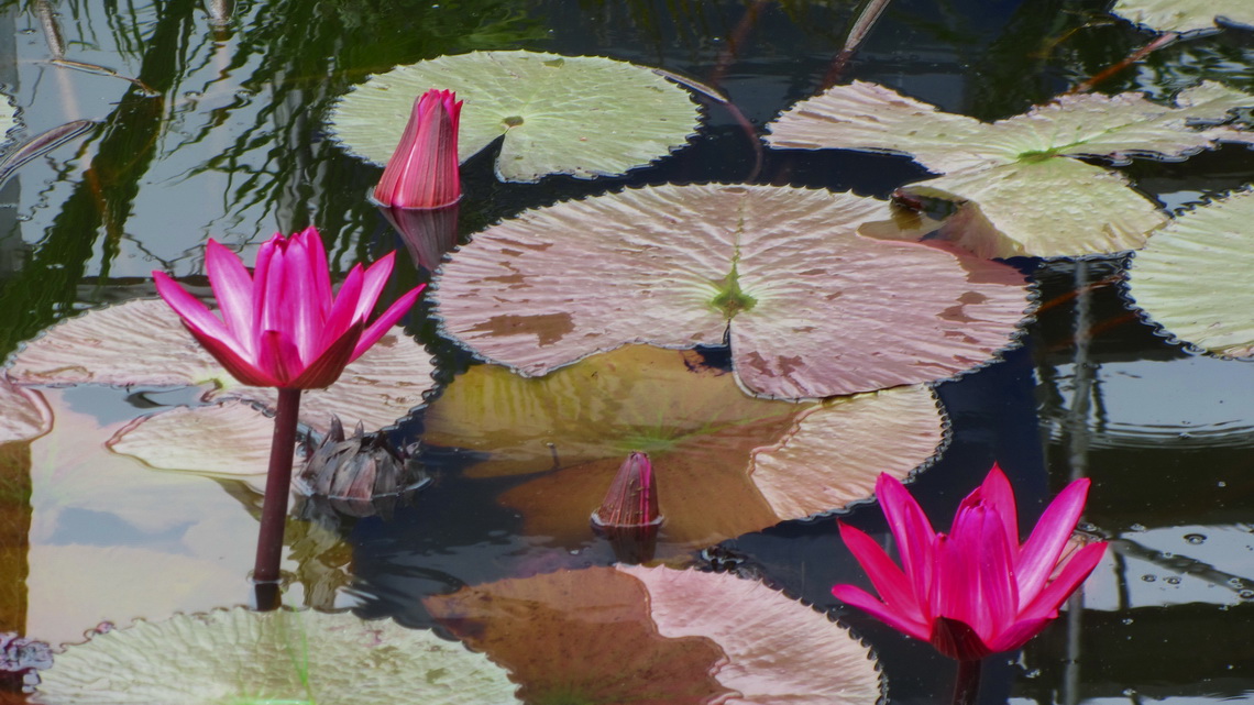 Aquatic plants in front of the theme park Beto Carrero World