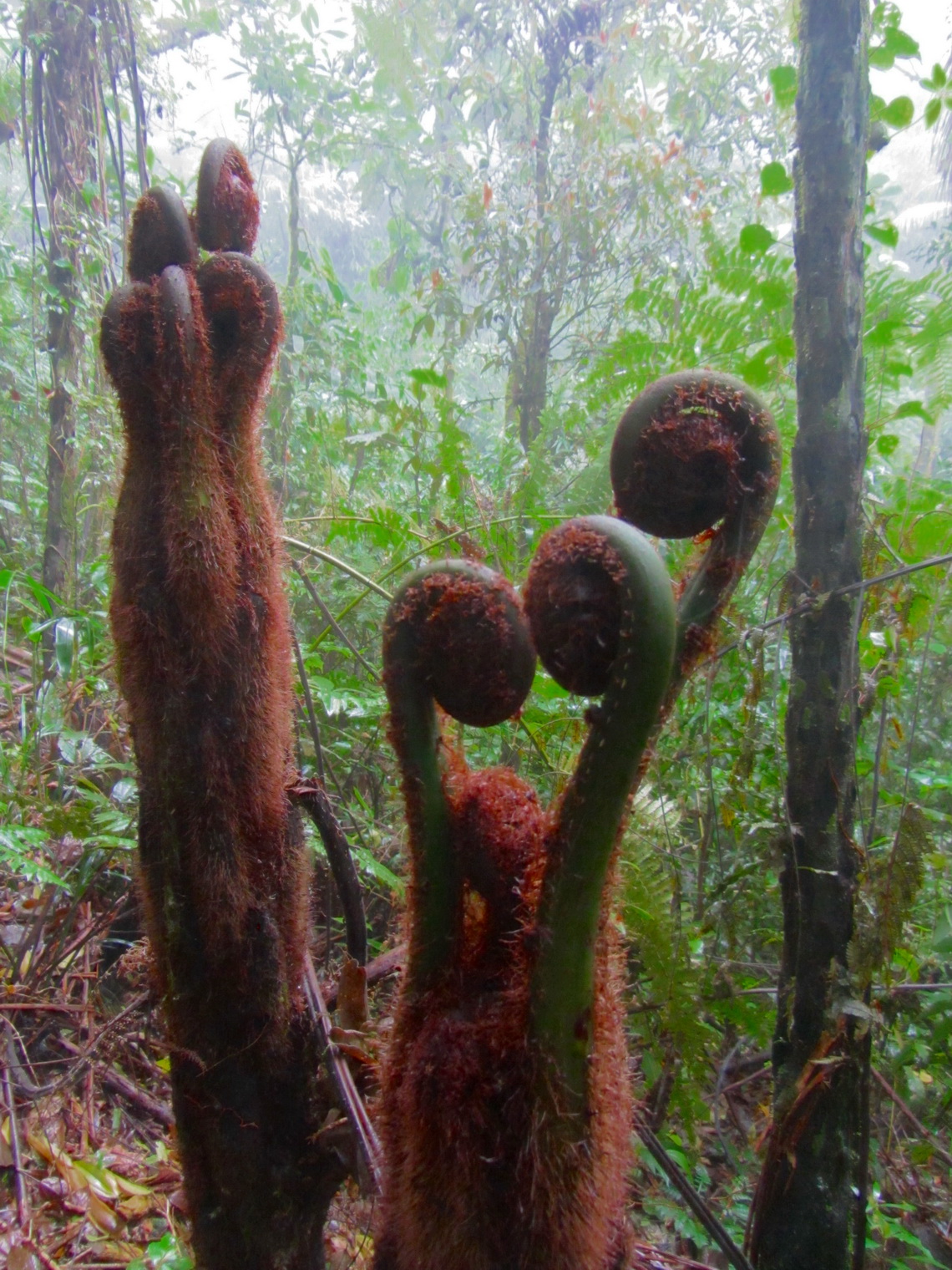 Strange plants of the jungle