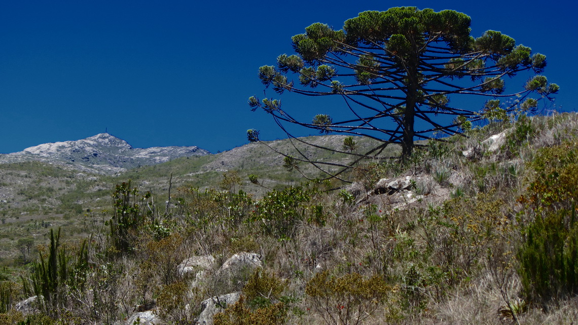 Araucaria tree with Pico da Bandeira, seen from the way between the camps Tronqueira and Terreiao