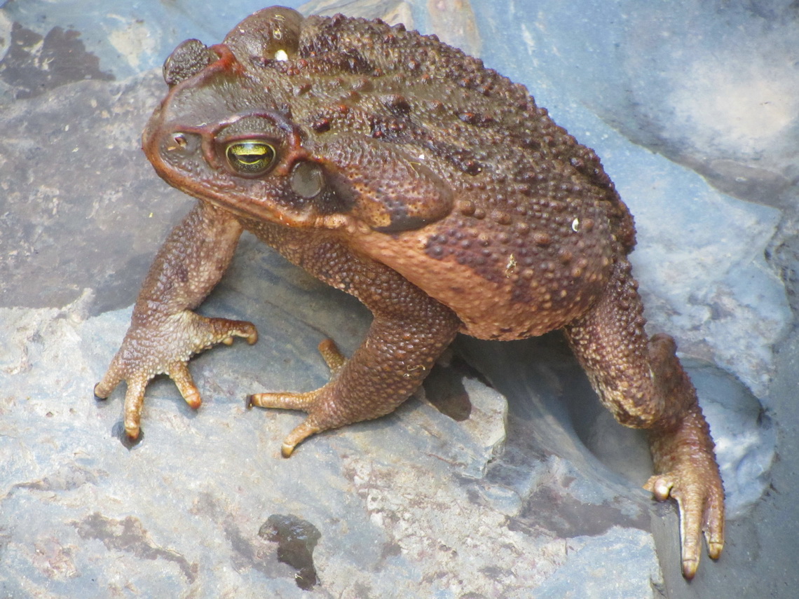 Huge toad with a body size of approximately 15cm diameter in the Raizama river