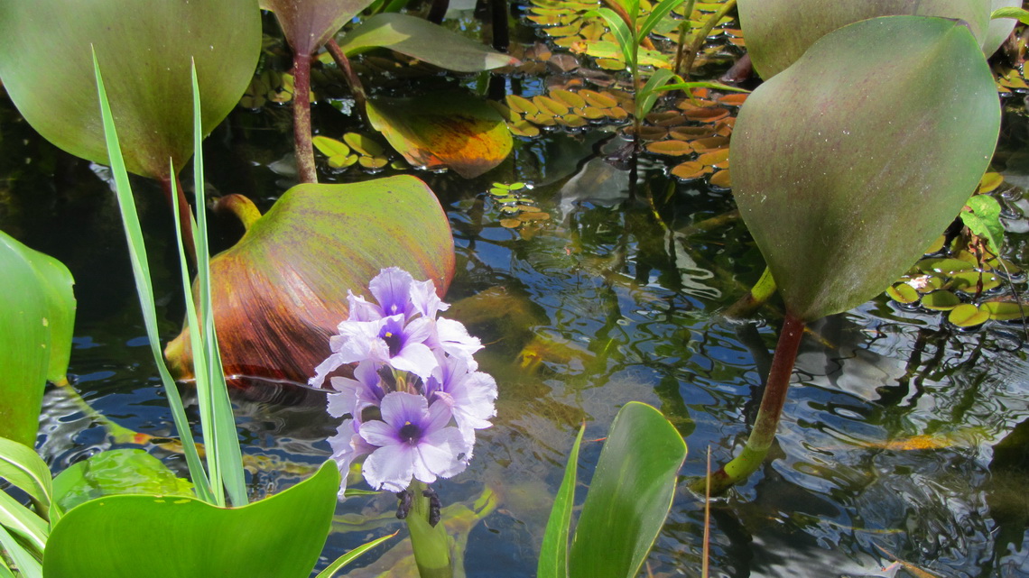 Purple water flower - The Baroness