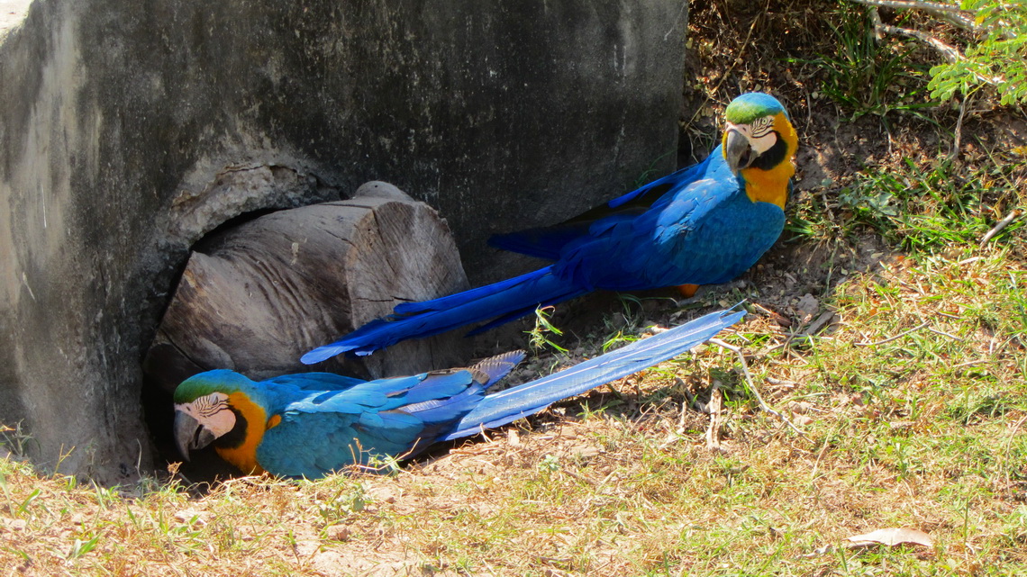 Two angry Macaws looking for a way to their nest