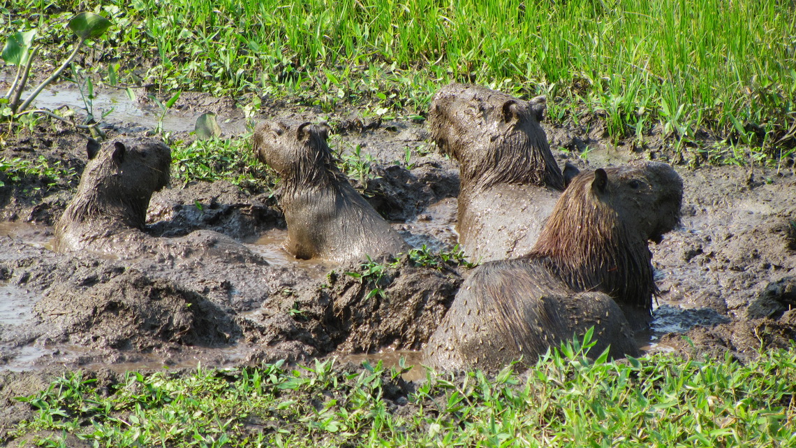 Capybaras in the mud