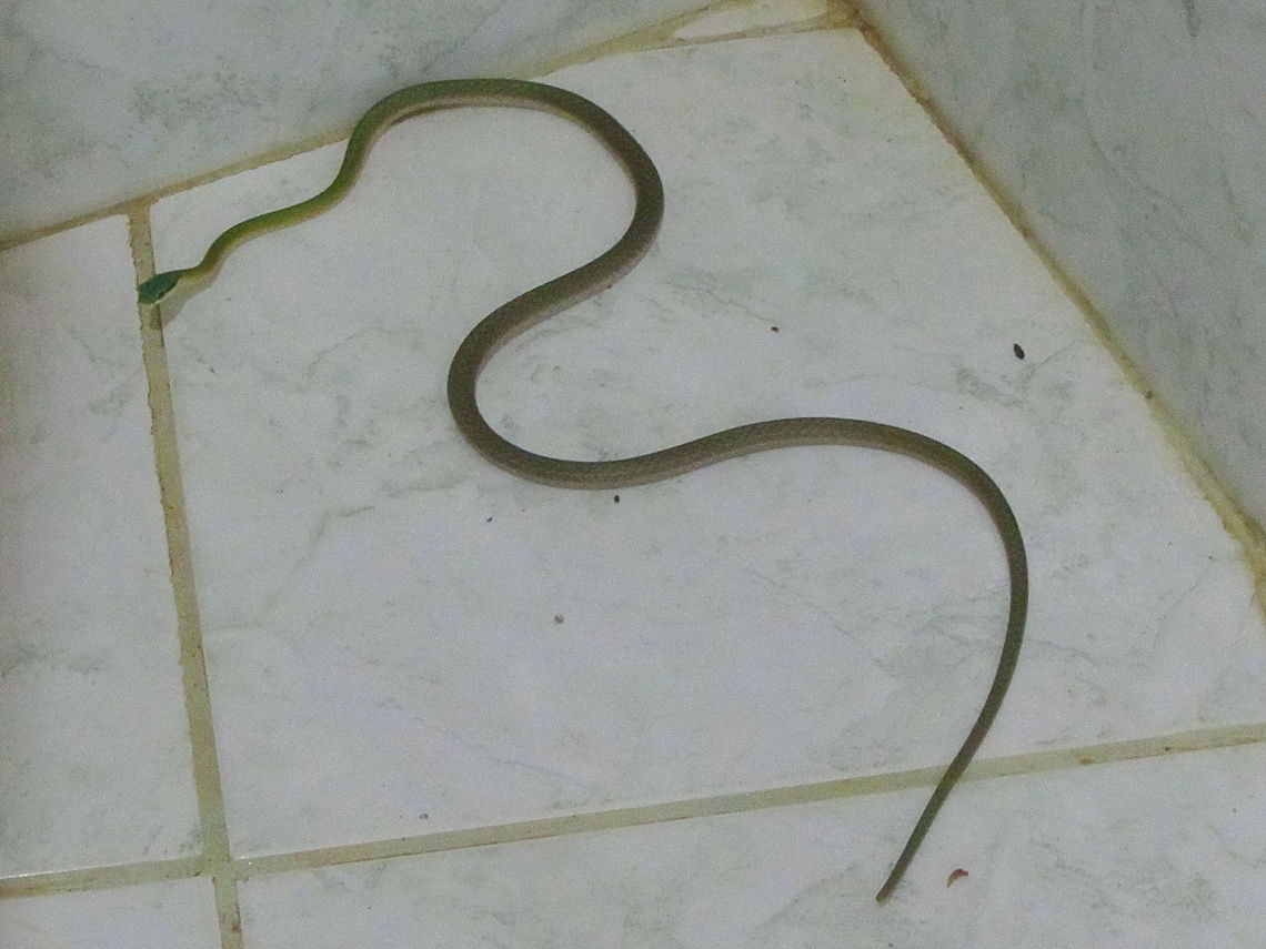 Snake in the Lady's bathroom