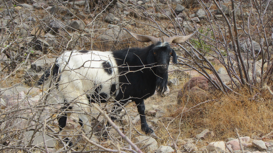 White and black goat