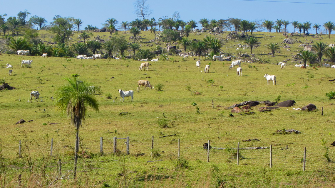 Cattle under palm trees